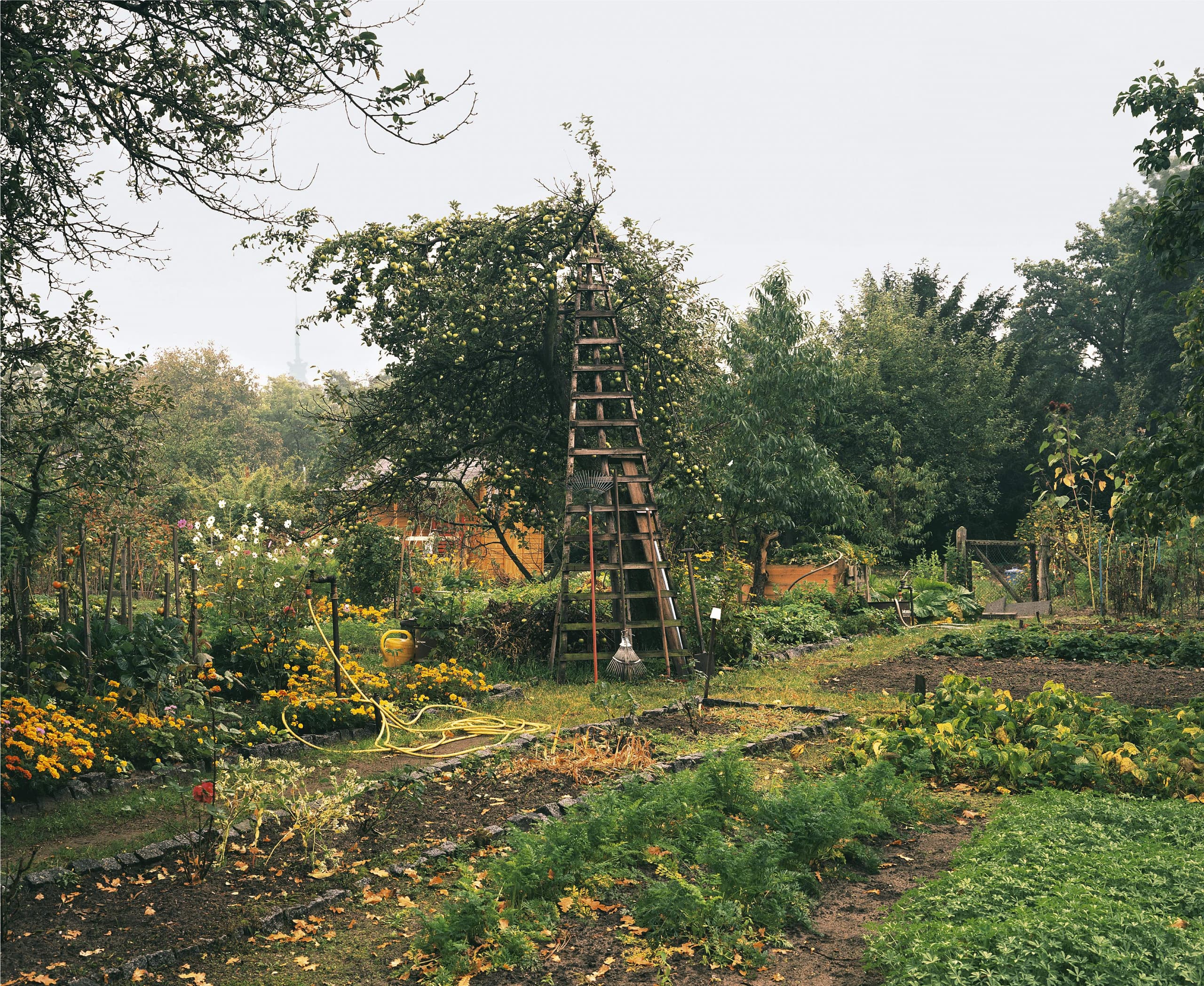Foto eines Gartens. Das üppige Grün, Blumen und Früchte deuten einen Spätsommertag an. In der Mitte steht ein großer Apfelbaum, an dem eine hohe Holzleiter lehnt.