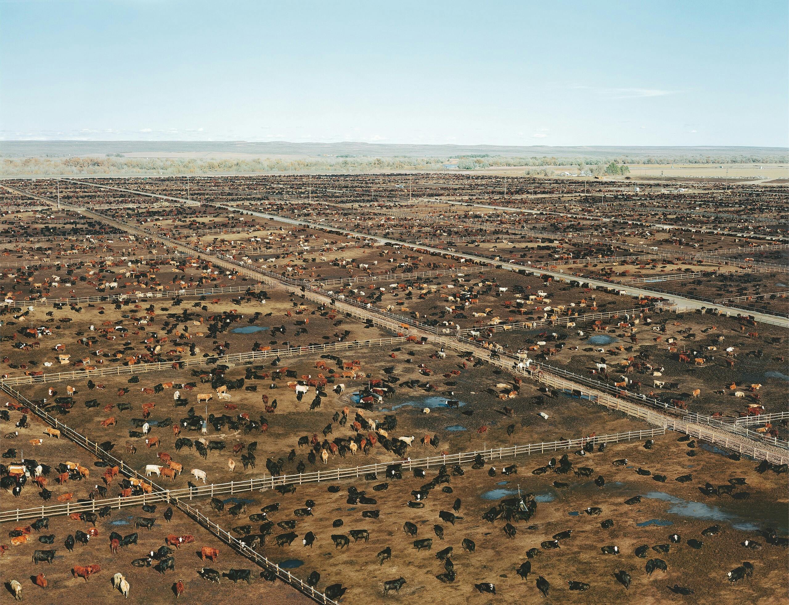 Photography of a huge area of land divided into rectangular plots where cattle are kept, taken from a bird's eye view.